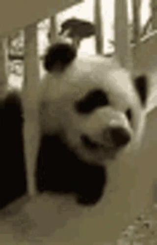 Anxious Paranoid Animal Panda Cage GIF | GIFDB.com