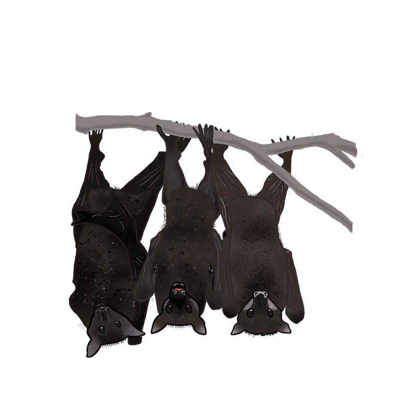 bats-resting-up-and-down-gif-gifdb