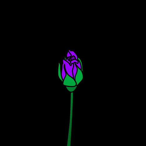 Blooming Neon Purple Rose Flowers Animation GIF 