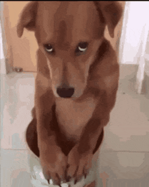Brown Dog Guilty Look GIF