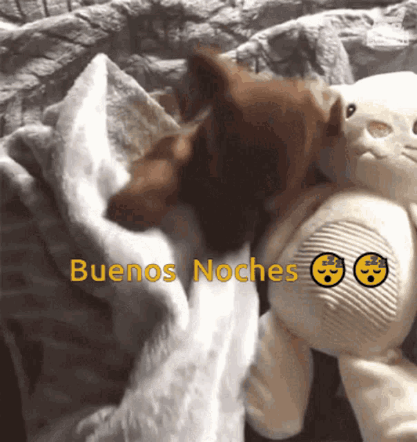 Buenas Noches Sleepy Chihuahua GIF 