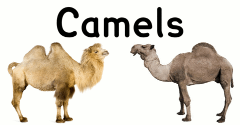 Camel Types Bactrian Dromedary GIF | GIFDB.com