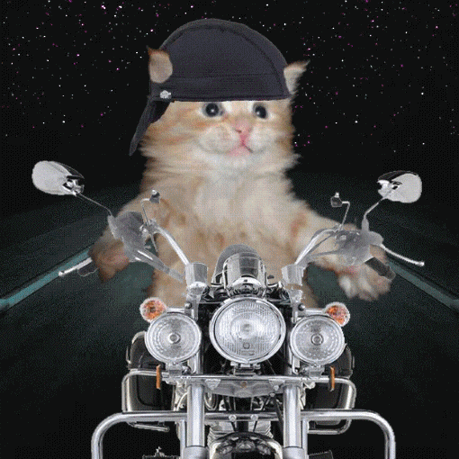 Cat In Motorcycle GIF | GIFDB.com