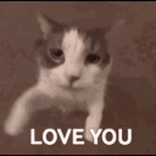 Cat Kiss Love You GIF
