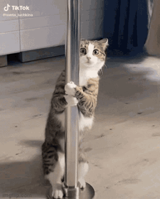 Cat Pole Dancing Epic Fail Funny Animal GIF 