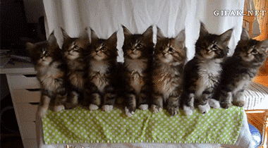 Cats House Racing GIF | GIFDB.com