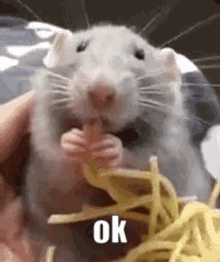 Cute Rat Eating Pasta GIF | GIFDB.com