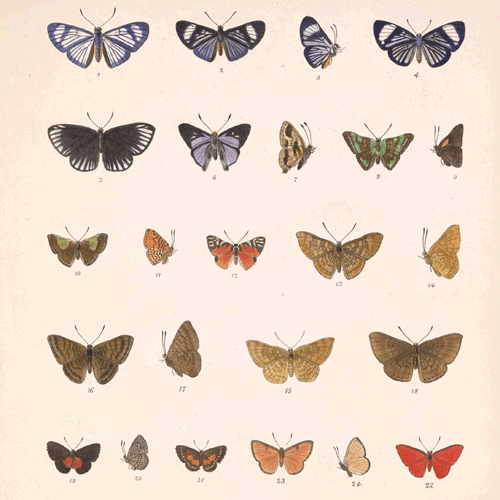 Different Kinds Of Butterflies GIF