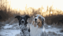 Dog Hug In Cold Weather GIF | GIFDB.com
