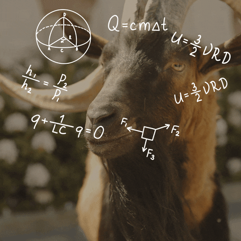 Fainting Goat Calculating GIF 