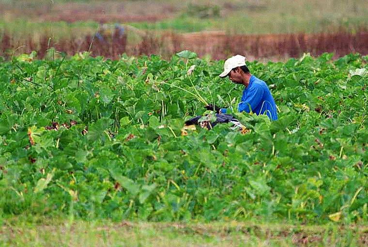 Farmer Harvesting Green Leaves GIF