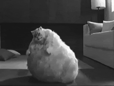 Fat Cat Dancing Bounce Black And White GIF 