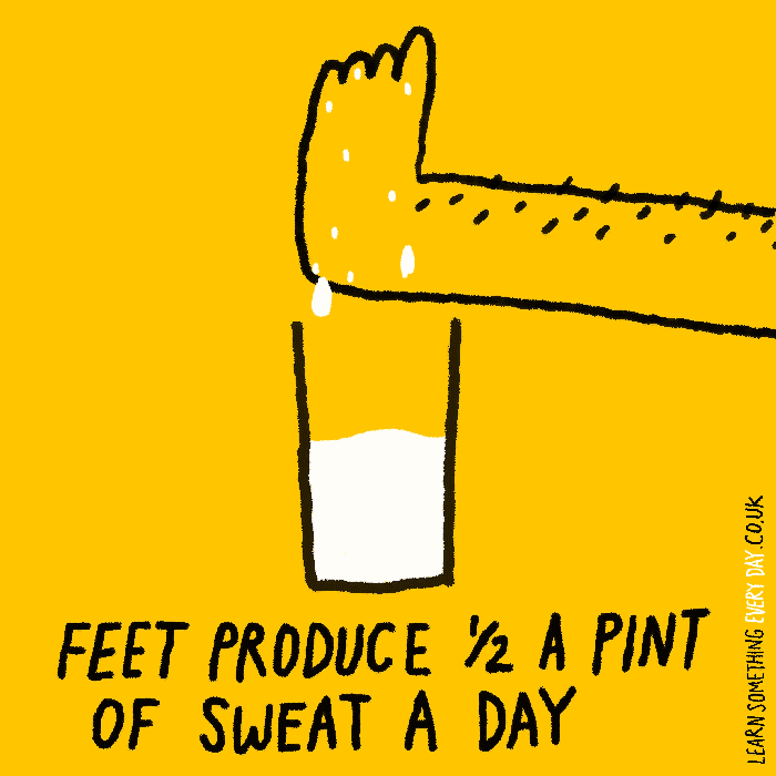 Feet Produce Pint Sweat Smelly GIF