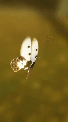 Flying Butterfly Color Change GIF 