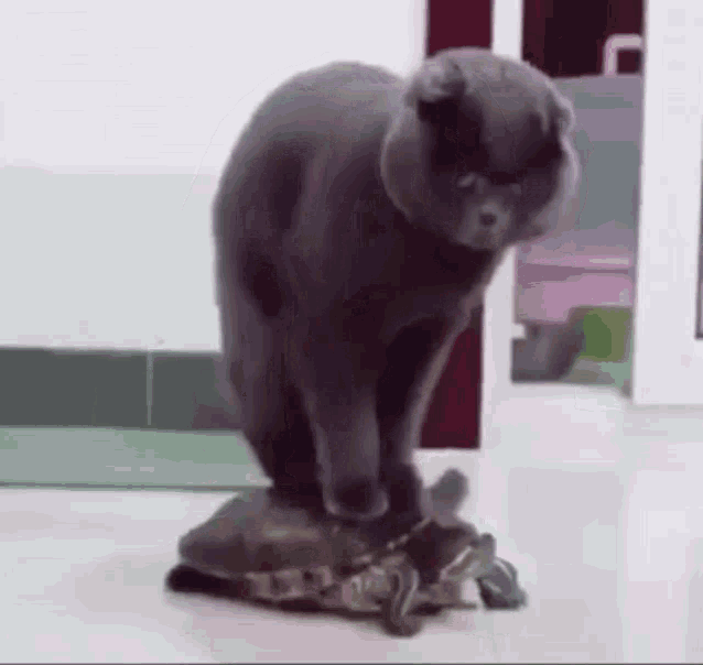Funny Cat And Turtle Interaction GIF