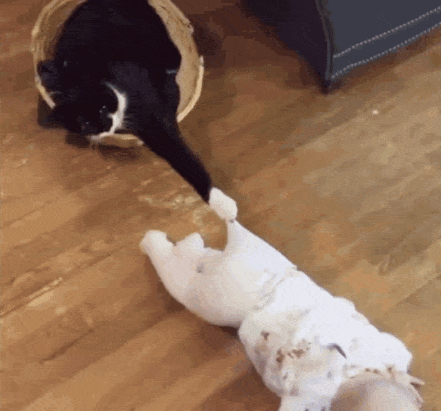 Funny Cat Can't Let Go Of The Baby GIF 