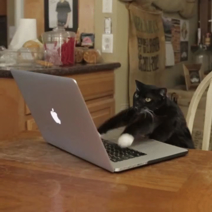 Funny Cat Hurry Up Typing Meme GIF Funny Cat Hurry Up Typing Meme GIF