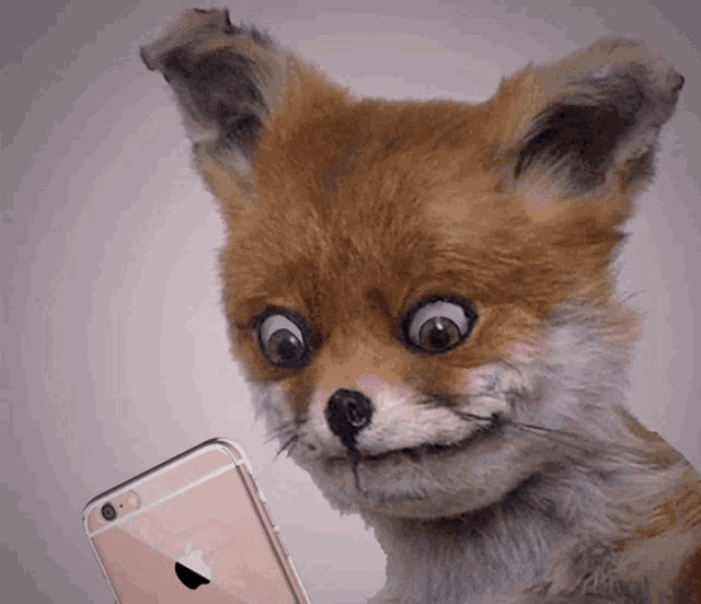 Funny Fox Checking Phone GIF