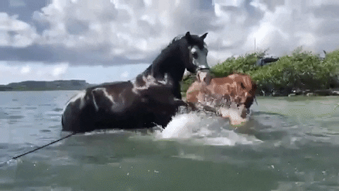 Funny GIF of a horse joyfully splashing water