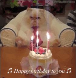 Happy Birthday Animal Grumpy Cat Cake GIF | GIFDB.com