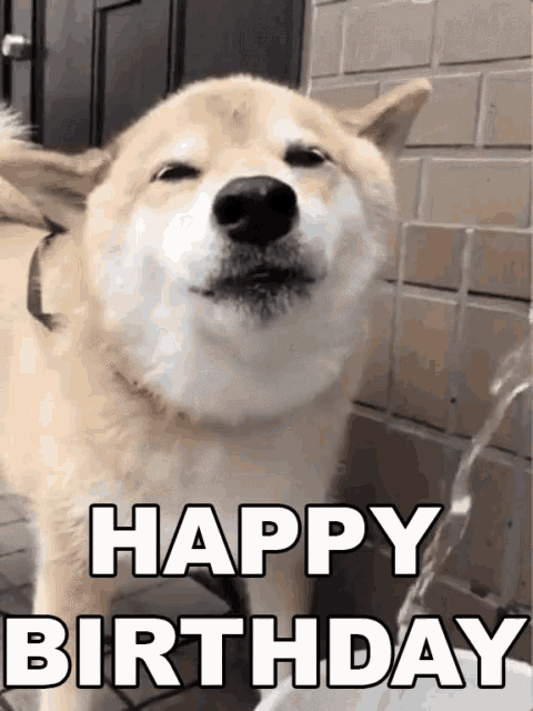 Happy Birthday Animal Smiling Dog Water GIF 