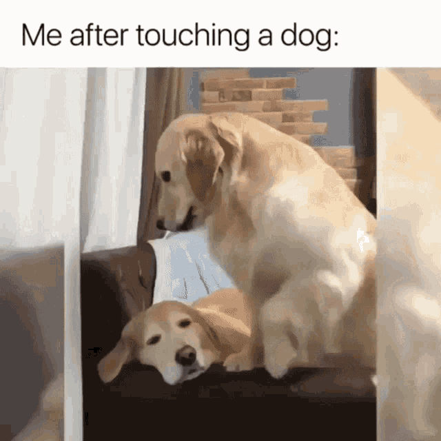 Happy Dog Touching Dog GIF 