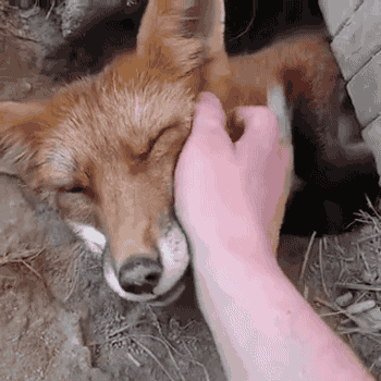 Human Hand Rubbing Cute Fox's Face GIF | GIFDB.com
