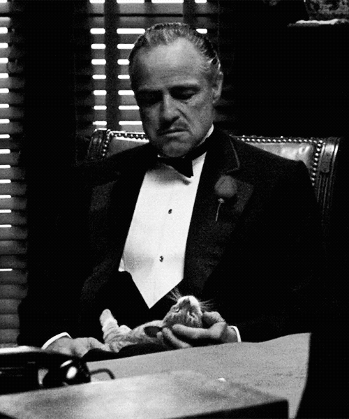 Mafia Marlon Playing His Cat GIF