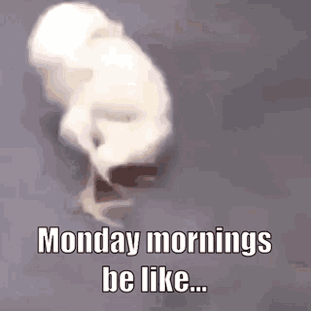 Monday Morning Sleepy Bird Dozing Off Funny Meme GIF