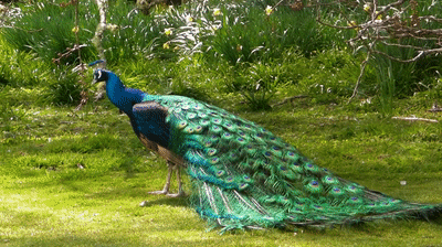Peacock Dance Display Opening Feathers GIF 