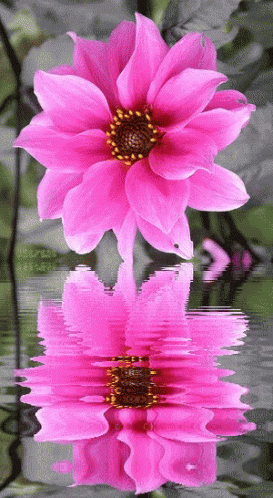 Pink Dahlia Flower GIF | GIFDB.com