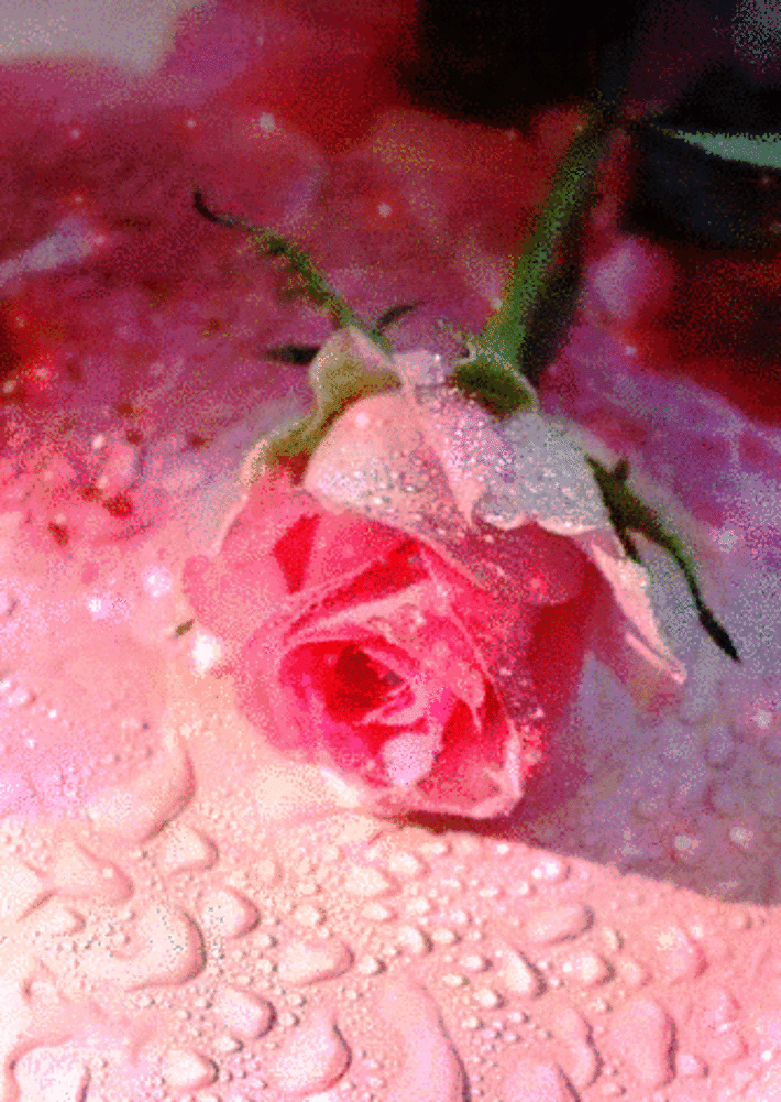 Pink Rose Flower GIF Pink Rose Flower GIF