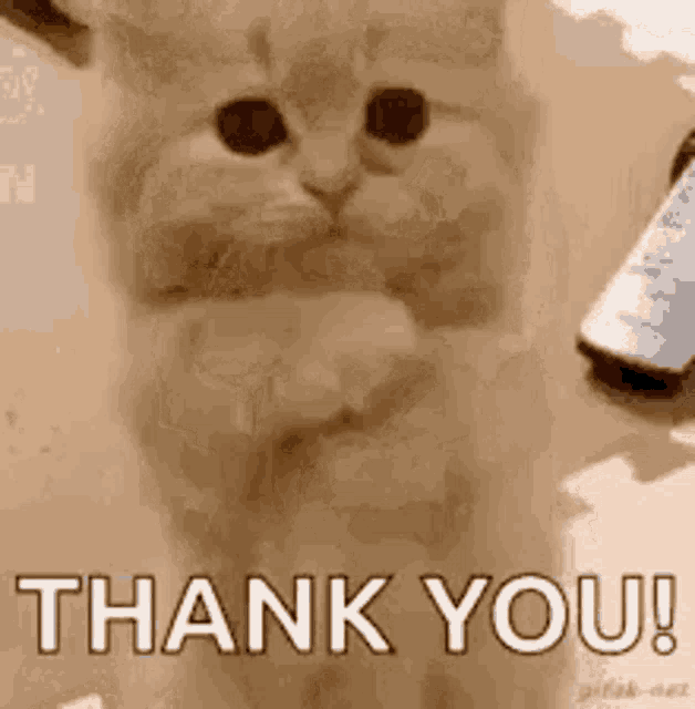 Pleasing Thank You Cat Gesture GIF