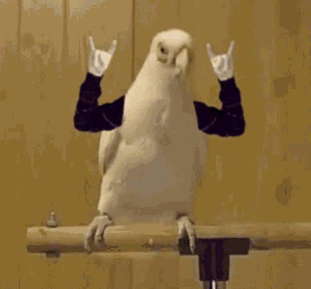 Rock On Hand Sign Funny Parrot GIF