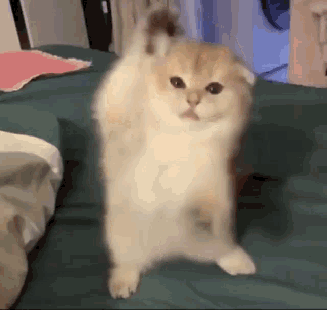 Small Cat Dancing Bed Cute Animal Meme GIF 