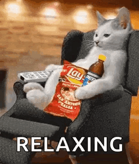 Sunday Time Relax Cat GIF