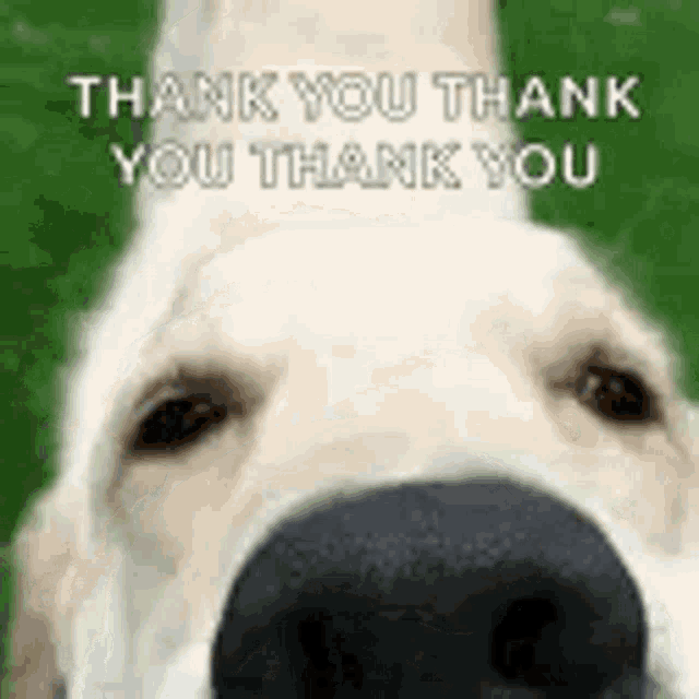 Thank You Funny Dog Snout GIF 