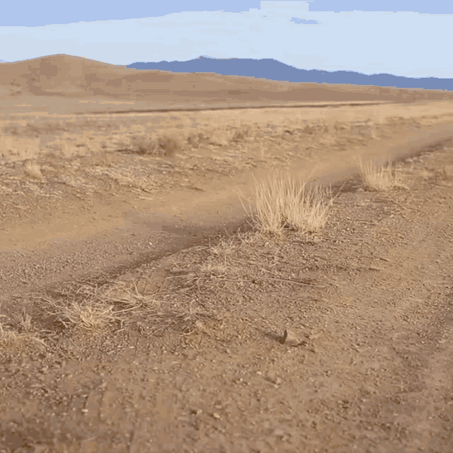 tumbleweed-desert-plains-1j0obapq1bhwsg28.gif