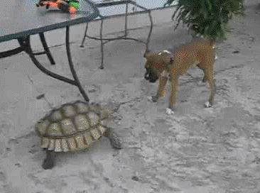 Turtle Come At Me Bro GIF