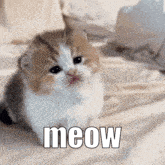 001dz Meow Gif GIF