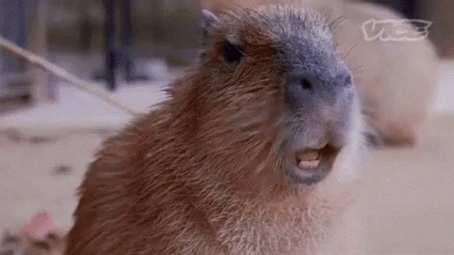 Capybara Gif File 3851kb GIF