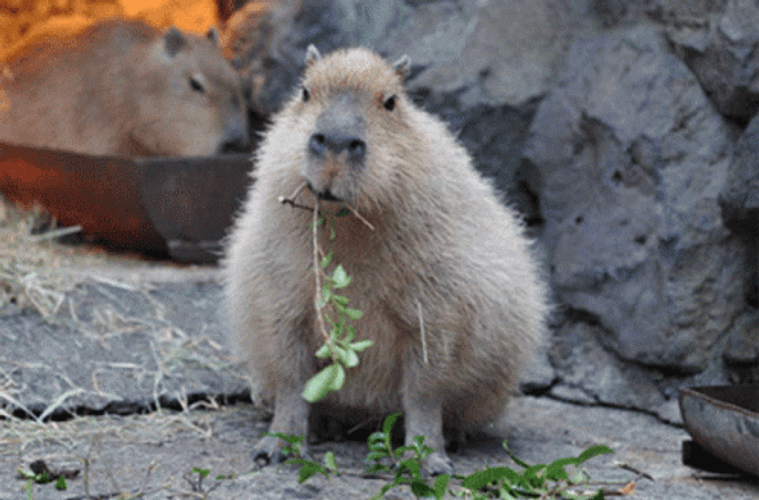Capybara Gif File 1455kb GIF