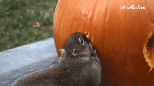 2 Broke Squirrel Meme GIF