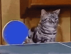 2 Cats Playing Table Tennis GIF