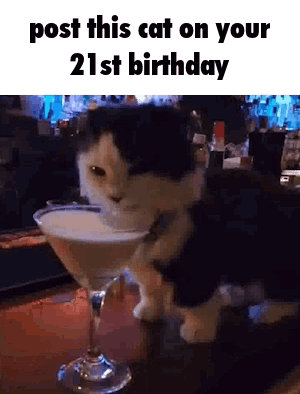 21st Birthday Cat Drinking Liquor From Glass GIF