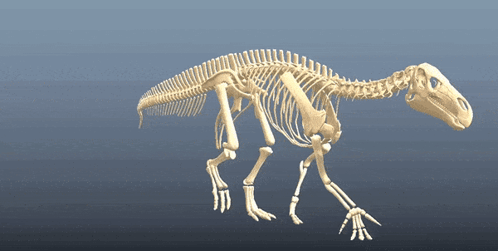 3D Dinosaur Skeleton Walking on Blue Background
