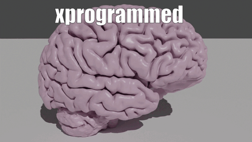 3D Human Brain With Xprogrammed