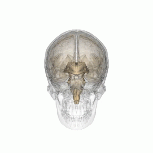 3D Human Skull With Highlighted Brain