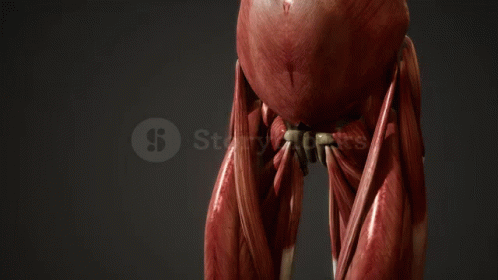 3D Man's Torso With Muscles And Bones GIF