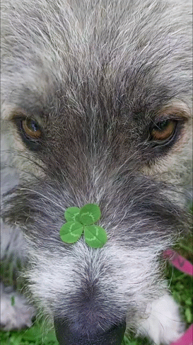 4 Leaf Clover On Dog GIF